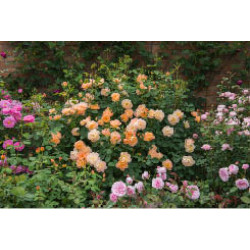 The Lark Ascending™